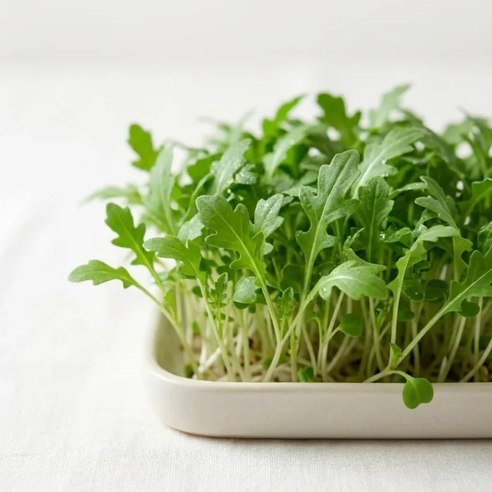 Arugula (Rocket) microgreens