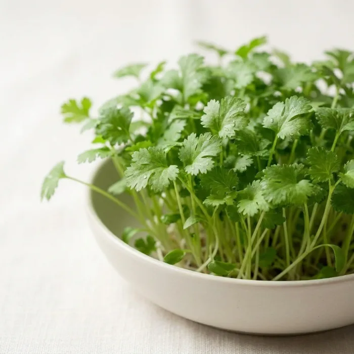 Cilantro (Coriander) microgreens