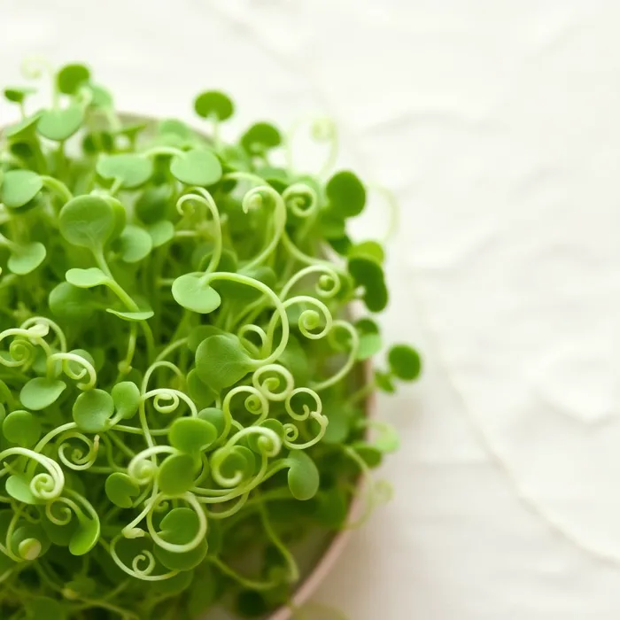 Pea Shoots microgreens